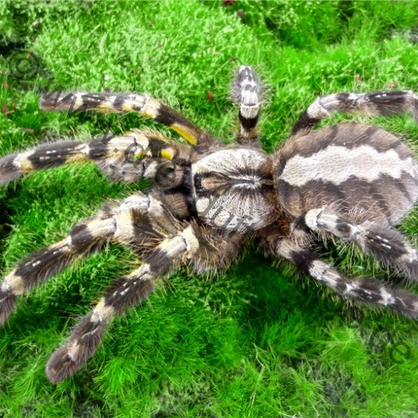 Poecilotheria regalis