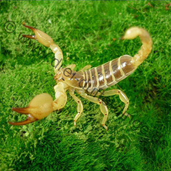 Scorpio maurus (G5)