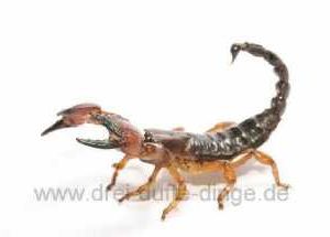 Skorpione